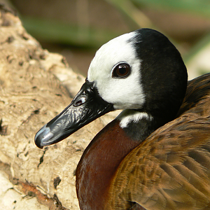 White-faced Whistling Duck
