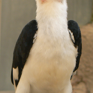 Von Der Decken's Hornbill