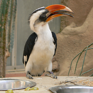 Von Der Decken's Hornbill