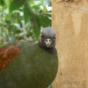 Red-crested Wood Partridge