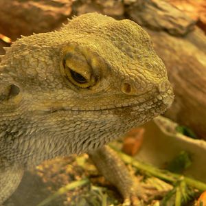 Bearded Dragon
