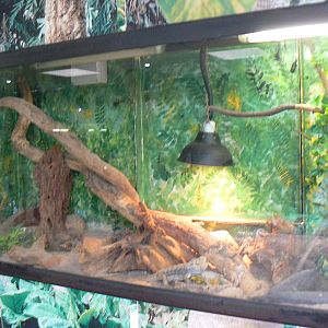 Bearded Dragon and Pancake Tortoise Vivarium