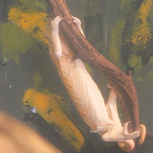 Veiled Chameleon Fitness Regime