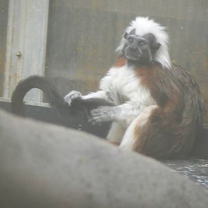 Tamarin Grooming