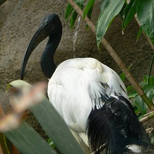 Sacred Ibis