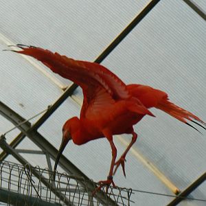 Scarlet Ibis
