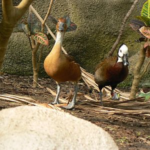 Whistling Ducks