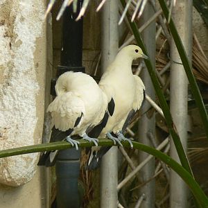 Pied Imperial Pigeons