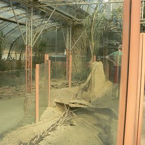 Meerkat Enclosure