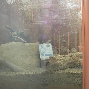 Tortoise Enclosure