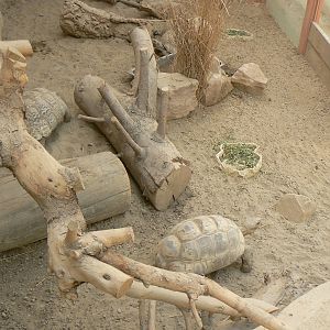 Leopard Tortoise Enclosure