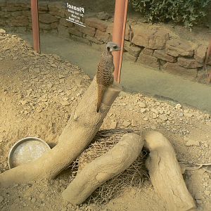 Meerkat