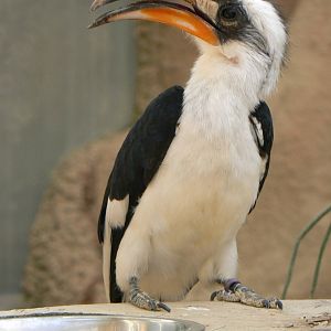 Von Der Decken's Hornbill