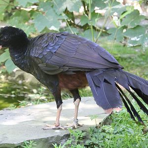 Crestless Curassow (Mitu tomentosa); July 2015