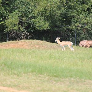 Sommering's Gazelle and Greater Kudu