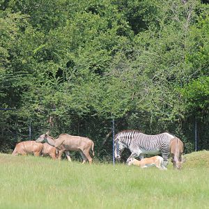 Sommering's Gazelle, Greater Kudu and Grevy's Zebra