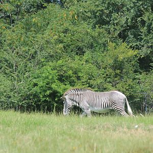 Grevy's Zebra