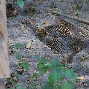 Attwater's Prairie Chicken