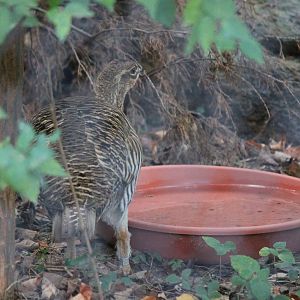 Attwater's Prairie Chicken