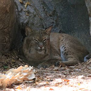 Bobcat