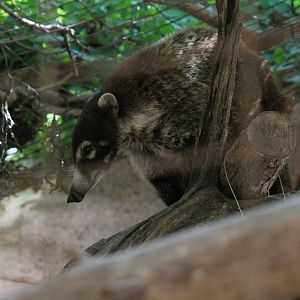 White-Nosed Coati
