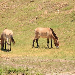 Przewalski's Horse