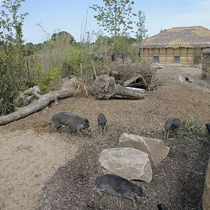 Islands: warty pig enclosure and house