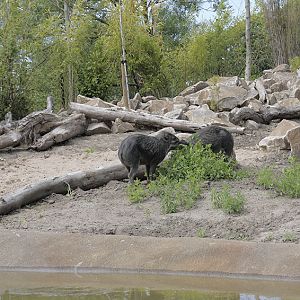 Islands: warty pigs from the river