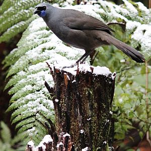 Kahurangi Kokako