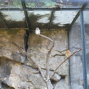 Ferruginous Pygmy Owl - 3/7/15