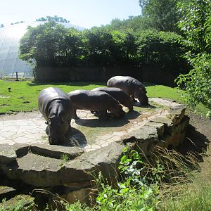 Common Hippo - 3/7/15