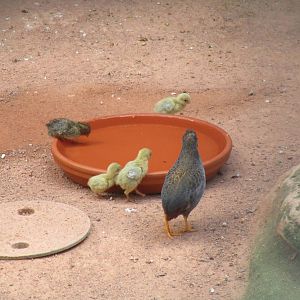Asian Blue Quail - 3/7/15