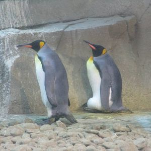 King Penguin - 3/7/15