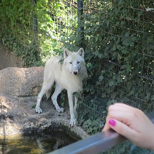 Canadian Wolf - 3/7/15