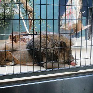 African Lion - 3/7/15