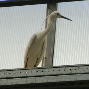 Little Egret