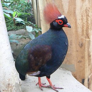 Red-crested Wood Partridge