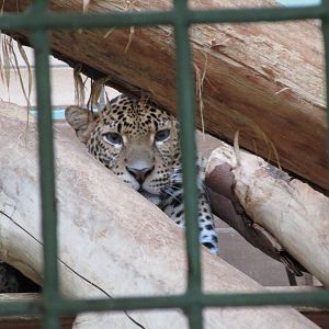 Javan Leopard - 6/7/15