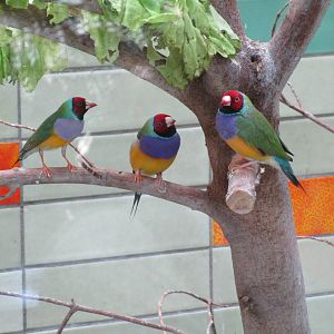 Gouldian Finch - 6/7/15