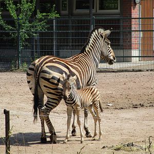 Hartmanns Mountain Zebra - 6/7/15