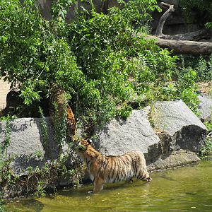 Sumatran Tiger - 6/7/15