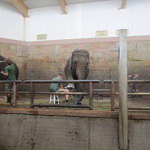 Asian Elephant Manicure - 6/7/15