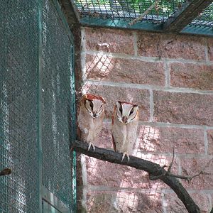 Oriental Bay Owl - 6/7/15