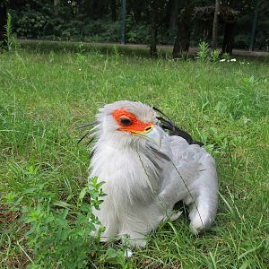 Secretary Bird - 6/7/15