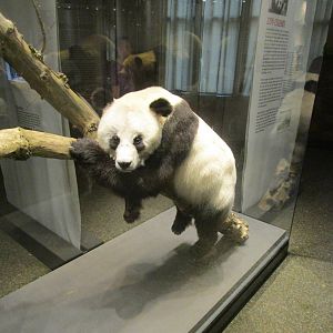 Bao Bao - Berlin Natural History Museum