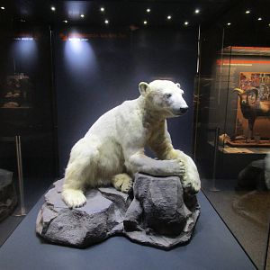 Knut- Berlin Natural History Museum