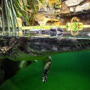 Sunda gharial Monsoon Forest