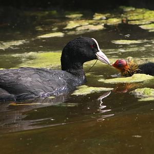 Eurasian Coot & Chick