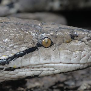 Reticulated python