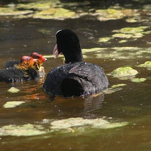 Eurasian Coot & Chick